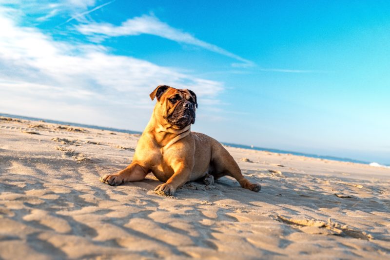 bulldog plage