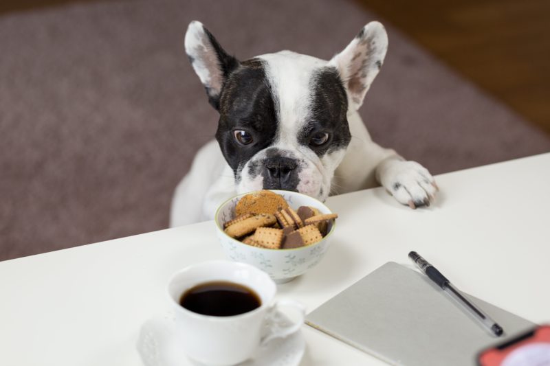 bulldog français et biscuit