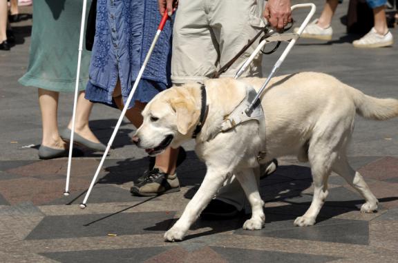 chien d’assistance