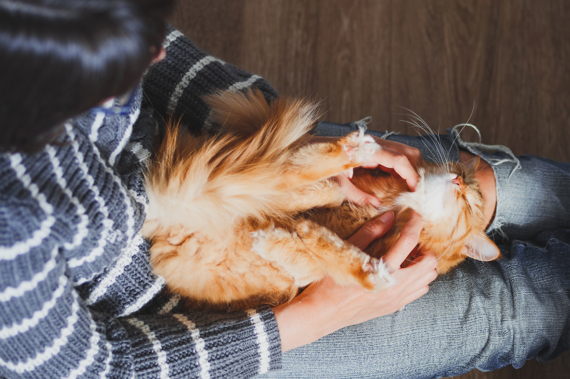 Les animaux de compagnie peuvent-ils transmettre le COVID?